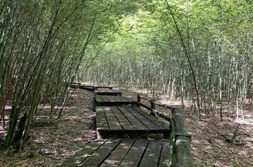 Foto - HORTO FLORESTAL - ESALQ