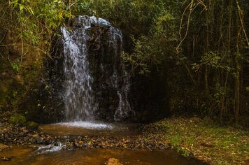 Foto - HORTO FLORESTAL - ESALQ